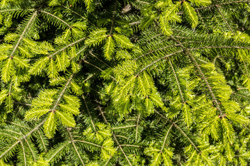Fototapeta premium New sprout. Background of young spruce branches.
