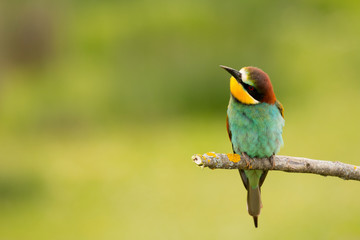 Small bird with a nice plumage