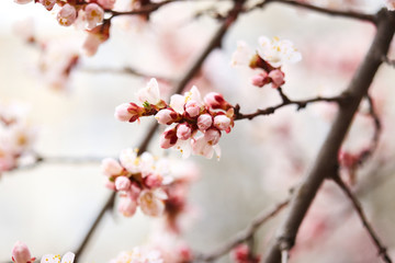 Spring blooming tree