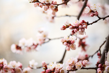Spring blooming tree