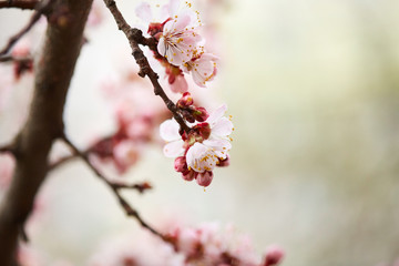 Spring blossom tree