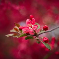 Fototapeta na wymiar Beautiful pink blossom