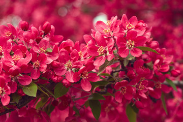 Spring blooming tree. Pink flowers close up