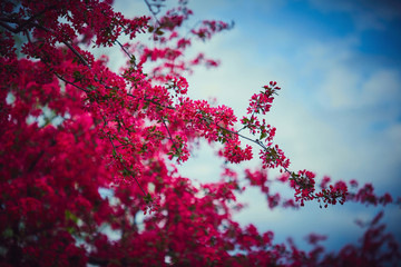 Spring blossom tree