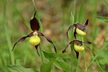 Frisch aufgebl&uuml;hter Gelber Frauenschuh (Cypripedium calceolus)
