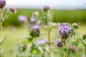 Blühende Disteln im Frühling