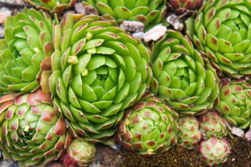 Fototapeta premium houseleek or Sempervivum green close-up