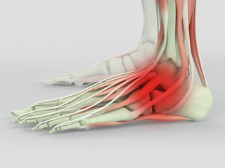 Obraz na płótnie Canvas Human anatomy foot injury or pain. 3D Illustration.