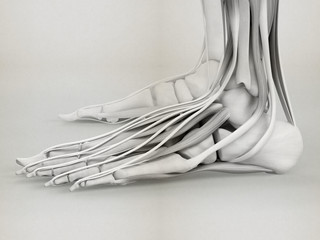 Human anatomy foot. 3D Illustration.