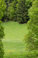 Fototapeta na wymiar Deer on field in Tirol