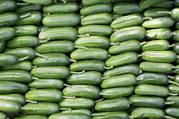 Cucumbers 