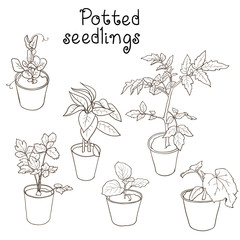 Set of potted seedlings of different vegetables drawn with dark outlines: tomato, cucumber, celery, eggplant, peas, bell pepper. Vector illustration.