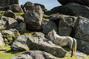 White wild pony against rocky hill