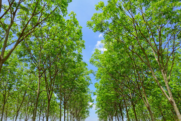 rubber plantation tree background.