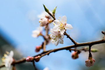 Apricot tree in blossom on blue sky
