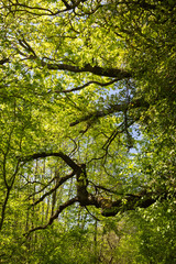Branche de chêne au printemps