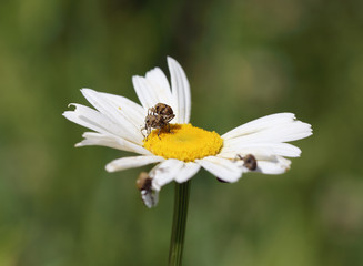Spring games. Beetles on camomile