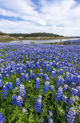 close up Texas Bluebonnet filed  in AUstin, TX .