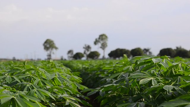 Dolly slider tilt down nature cassava farm in Thailand