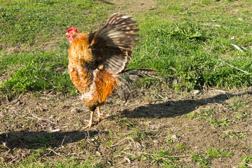 rooster in flight