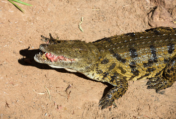 a dangerous Crocodile in Oasis Park on Fuerteventura , Canary Island
