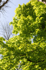 Feuilles d'arbre au printemps