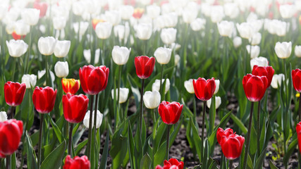 Field of red and white tulips