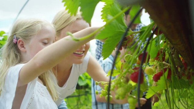  Happy family picking fruit together at farm.