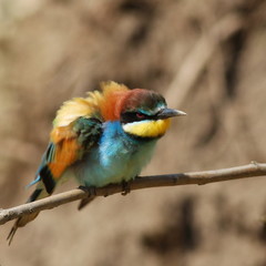 European bee-eater, Merops apiaster