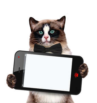Fashionable cat holding a blank cell phohe.