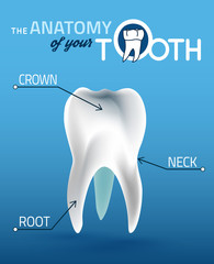 Tooth vector anatomy