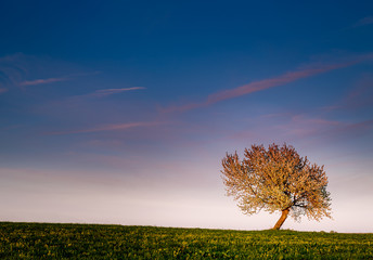 Fototapeta na wymiar One lonely tree on a hill at sunset