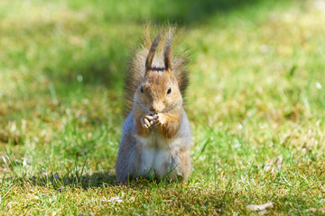 Furry red squirrel eats a crust in the park.