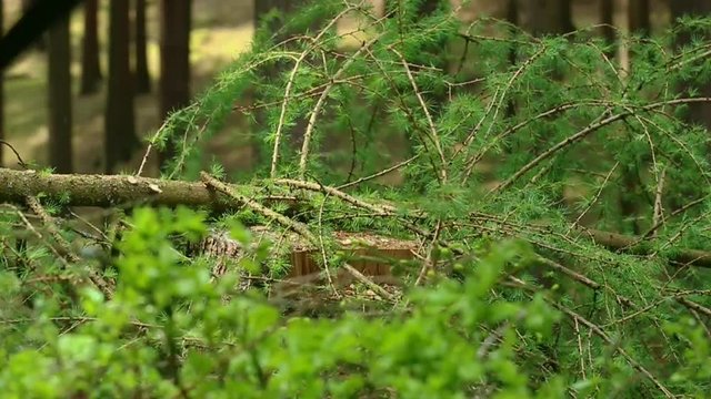 Vorbereitung von Feuerholz mit Buschmesser im Wald