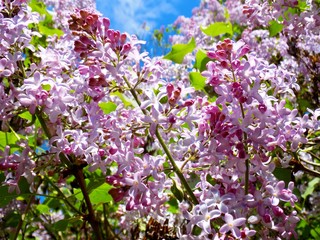 Lilac flower in spring