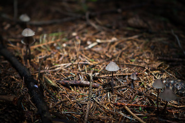 Forest mushrooms