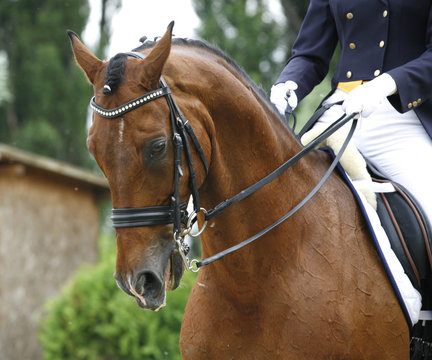 Face of a beautiful purebred racehorse on dressage training