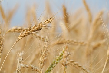 Wheat field detail