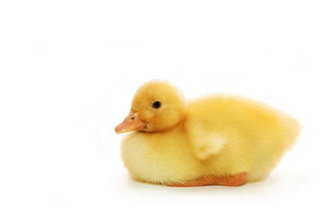 A charming little duckling