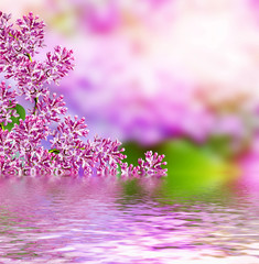 Obraz premium Spring landscape. Fragrant branch of beautiful flowers lilac.