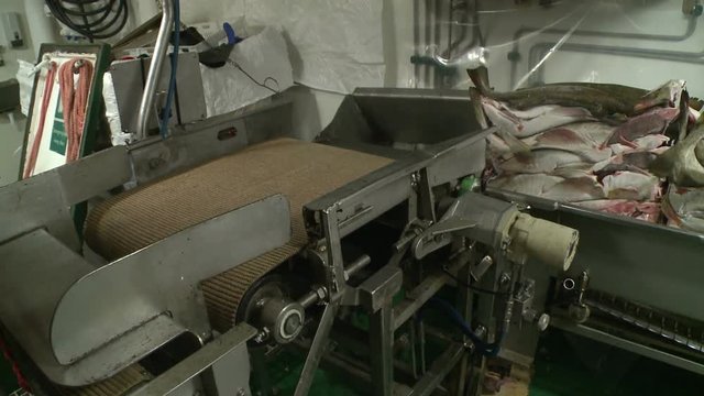 Processing of fish at factory.