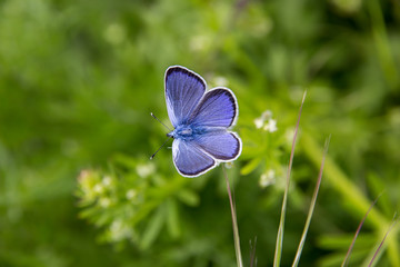 amazing blue butterfly