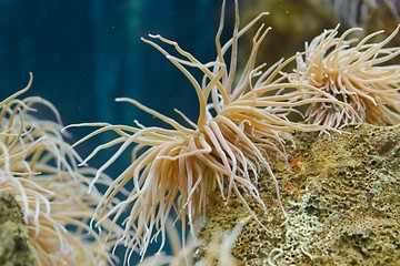 Naklejka na ściany i meble Sea anemone closeup