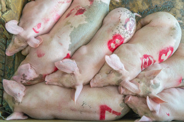 Group of pigs sleeping in the farm