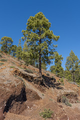 Канарские сосны на крутом горном склоне © andrey_iv