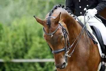 Rolgordijnen Paardrijden Head shot of a thoroughbred racehorse with beautiful trappings u