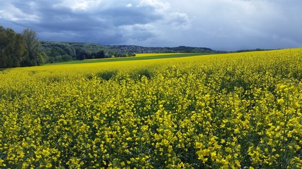 Obraz premium Rapsfeld blüht in Hügellandschaft mit Wolkenhimmel