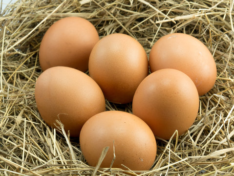 Six eggs on a haystack