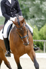 Obraz premium Braided mane for dressage sport horse during a dressage training