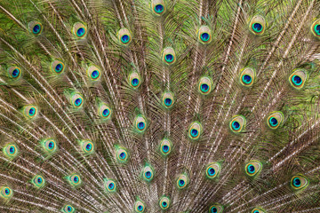 Naklejka premium View of a beautiful peacock standing in a zoo